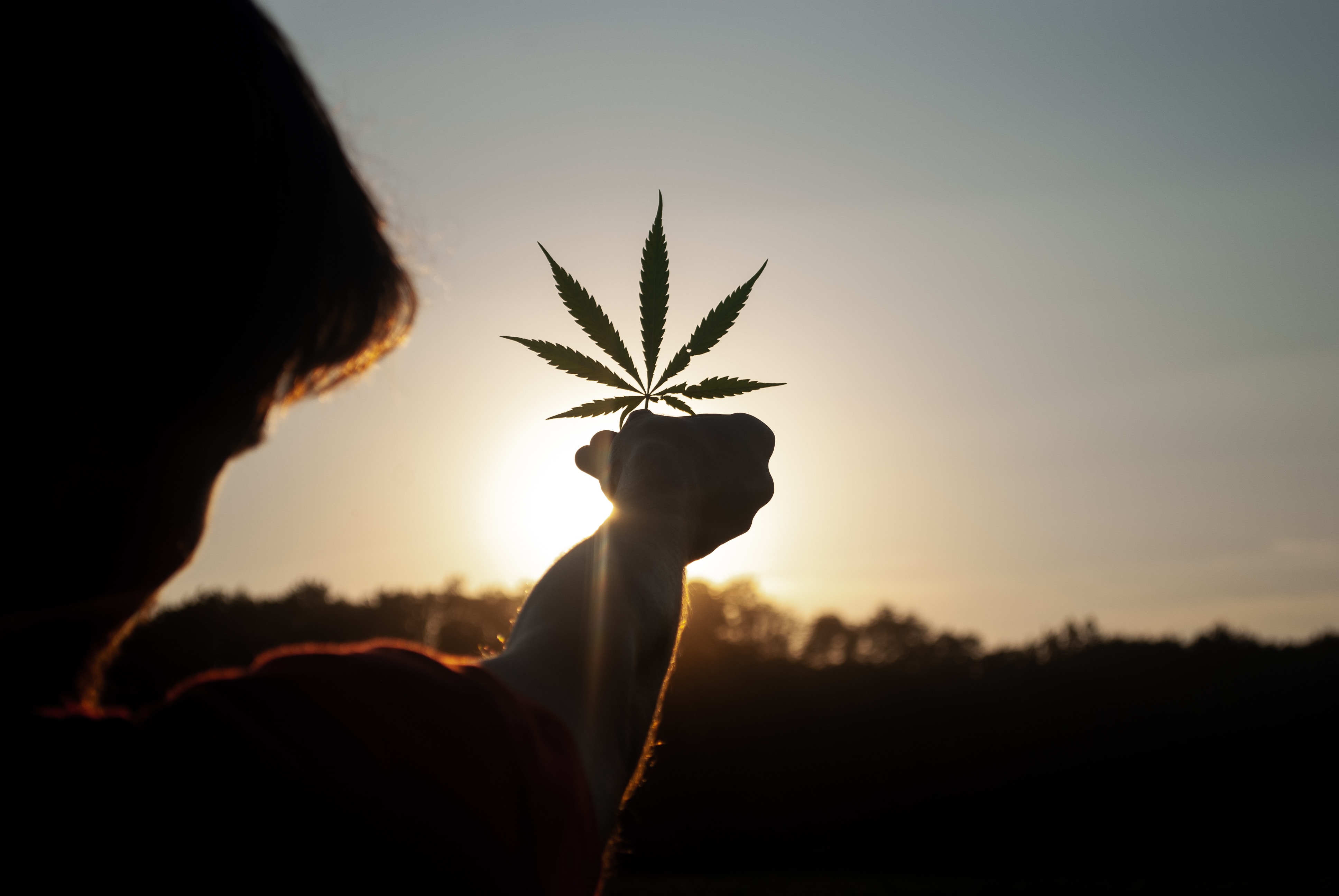 Man holding a cannabis plant